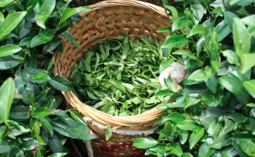 景德镇茶叶及茶制品检测,茶叶及茶制品检测费用,茶叶及茶制品检测机构,茶叶及茶制品检测项目